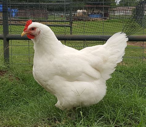 white jersey giant chicks|jersey giants chickens photos.